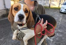 A treia campanie gratuită de sterilizare a câinilor şi pisicilor organizată la Victoria