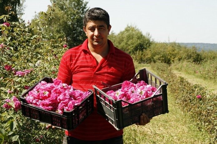 Dulceata-de-trandafiri-1