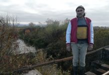 Castorii distrug culturile de porumb din Ţara Făgăraşului. Un fermier din Cincşor a rămas fără hrană pentru animale