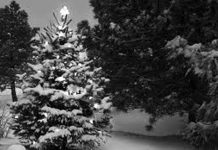 Bradul de Crăciun, simbolul Sfintei Treimi. Povestea bradului de Crăciun