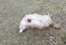 Foto. Haite de lupi au atacat la Rucăr şi Sebeş. 30 de oi au fost omorâte la Rucăr