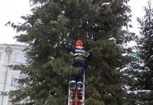 Pisică salvată de pompierii din Victoria dintr-un brad înalt de 15 metri