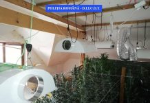 Doi făgărăşeni, trimişi în judecată pentru contrabandă cu ţigări şi cannabis