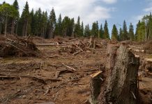 SUMAL 2, alt sistem pentru stoparea jafului din păduri. Şefii de ocol spun că este un sistem greoi