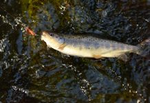 Liber la păstrăv, dar prohibiţie pentru râurile de şes