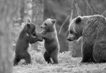 290 dosare pentru pagubele produse de urşi şi lupi au ajuns la minister din judeţul Braşov