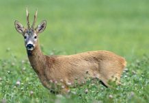 Liber la vânătoare de mistreţi. De la 1 mai se poate vâna şi căprior