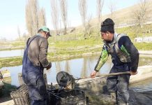 Foto. Acţiunea AVPS Făgăraş. Râul Olt, populat cu crap