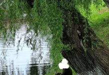 La pescuit pe lacul Cetăţii. Bărbatul a fost amendat cu 2000 lei de poliţiştii locali