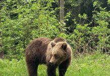 Sorin Şuler: ,,Am organizat goană pentru îndepărtarea urşilor care au atacat gospodării din comuna Recea’’