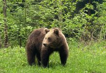 Cum scăpăm de urşii agresivi. OUG a fost adoptată de Guvern. Din echipa de intervenţie face parte şi primarul