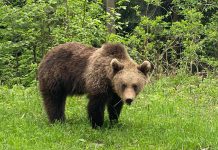 Foto şi Video. Un urs a făcut spectacol pe Transfăgărăşean. Artistul Victor Hoajă a imortalizat momentul