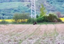 O ursoaică cu 3 pui pe DN1, între Dridif şi Beclean