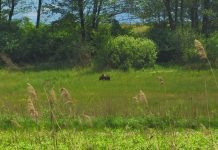 Foto şi Video. Un urs a ajuns lângă DN1, aproape de Beclean