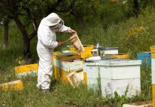 Cererile de intenție pentru accesarea Programul Naţional Apicol (PNA) se pot depune până la 31 mai 2021, la APIA