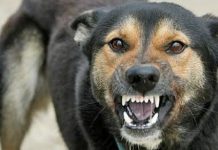 Un bărbat din Sebeş a fost muşcat de propiul său câine