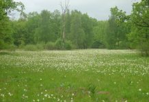 Narcisele de la Vad, atracţie pentru turişti. Nu se va organiza un festival, dar, duminică, va concerta 4Tune Quartet de la Filarmonica Braşov