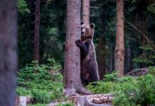 Avertisment de la salvamontişti: ,,Nu vă abateţi de pe poteci, riscaţi să vă întâlniţi cu urşii, în Munţii Făgăraşului’’