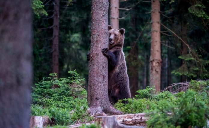 shutterstock_694403584o-815x500