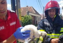 Foto şi Video. Pui de barză salvat de pompieri, la Părău