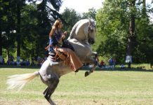 Directorul Cosmin Drăgan: ,,Primul eveniment organizat, în acest an, la Herghelia de lipiţani de la Sâmbăta de Jos’’