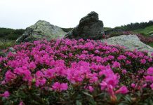 Multe premii la ,,Festivalul bujorului de munte’’ de pe Valea Sâmbetei