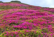 Au înflorit bujorii din Munții Făgărașului. Rhododendronul oferă un spectacol de culoare la peste 1400 m altitudine