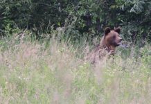 Urşii au ajuns şi în satul Cârţişoara unde au făcut pagube