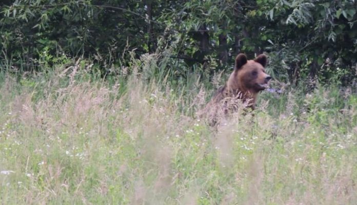 urs-porumbacu-1-750x430