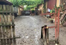 Un urs a atacat o gosodărie din Breaza. A distrus cultura de afine apoi a intrat în curte