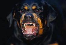 Deţinătorii de câini periculoşi din Şercaia şi Părău, amendaţi