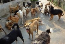 Maidanezii, o afacere pe bani publici pentru o asociaţie. „Gaşca celor 14 primării”