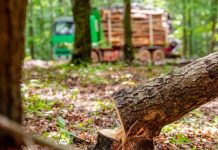 Înfiinţarea Gărzii Forestiere Naţionale, soluţia Guvernului pentru a combate tăierile ilegale de păduri