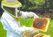 Tradiţia albinăritului în Ţara Făgăraşului. Dascălul stuparilor făgărăşeni a fost din Lisa