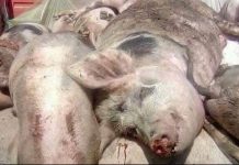 14.500 porci gazați în mare secret la ferma de la Vad a grupului Sergiana. La Europig, linişte