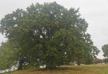 Stejarii seculari din Ţara Oltului. Goruni bătrâni de 500 de ani, la Şoarş, Seliştat şi Gherdeal, dar ,,Bătrânul Carpaţilor” este la Mercheaşa