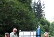 Râul Olt, repopulat cu crap de AVPS Făgăraș