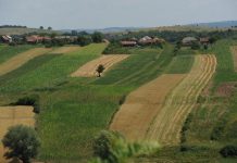 9.565 fermieri din judeţul Braşov primesc avans din subvenţiile APIA