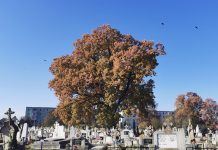 Stejarul cu bucluc din cimitirul catolic din Făgăraş. Localnicii cer să nu fie tăiat stejarul secular