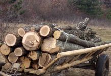 Bărbat din Şinca amendat pentru două căruţe încărcate cu lemn de foc
