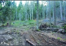 Agent Green: Se defrişează pădurile virgine din Munţii Făgăraşului. Procurorii au redeschis un dosar uitat în sertare