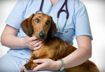 Gabriela Streza, preşedintele Asociaţiei Save A Life: ,,750 de căţei au fost sterilizaţi gratuit la Victoria, în acest an”