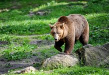 Bărbat din Arpaşu de Sus, atacat de urs. ,,Ursul l-a sfâșiat, are craniul găurit, are răni grave și pe corp” declară primarul comunei