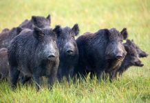 Reguli noi pentru vânătoarea la mistreţi. Cotă de vânătoare redusă monitorfg