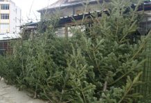 Vom avea Pomi de Crăciun în pieţe. Romsilva scoate la vânzare brad şi molid. Cu cât se vând