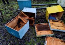 Foto. Un urs a atacat stupinile din Calbor. Ana Cîrjan: ,,Ursul venea spre mine, să intre în casă”