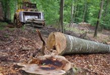 Ocol silvic amendat de Garda forestieră şi de poliţişti cu 10.000 lei