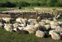 Se fură ca-n codru din satul Şona. Familia Corca a rămas fără 30 de oi în noaptea de 26/27 decembrie