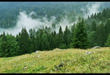 Subvenţiile pentru păduri, miză pentru avocaţi. Composesorate din Ţara Făgăraşului, victime ale unei scheme ,,alternative”