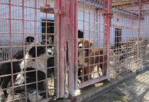 Afacerea ,,câinele fără stăpân”. Câinii comunitari din comuna Ticuşu Vechi, eutanasiaţi tocmai în Giurgiu